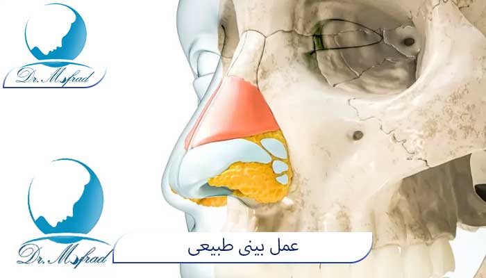 عمل طبیعی نچرال